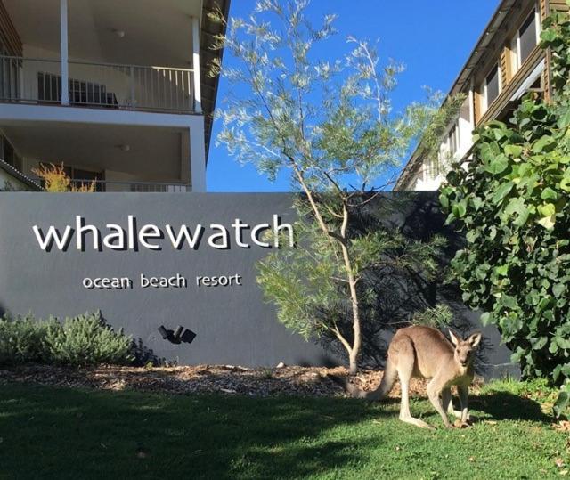 Whale Watch Ocean Beach Resort Point Lookout Exterior foto